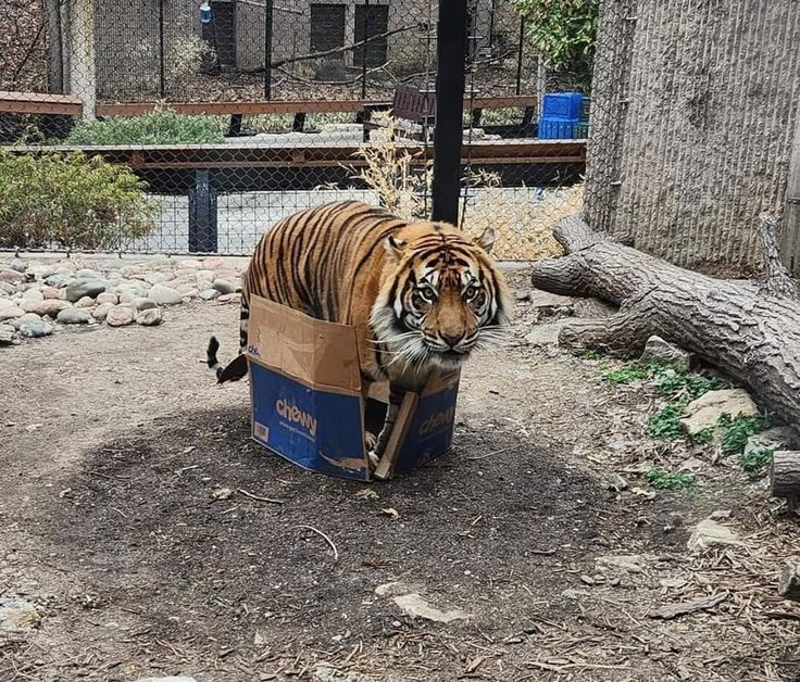 Tiger🐯🐅 tweet media