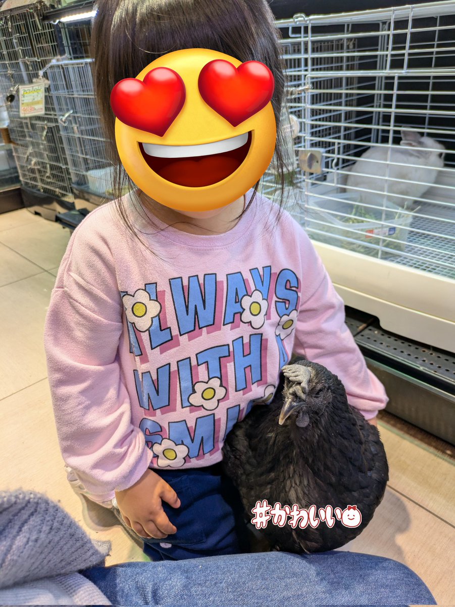 0896taro's tweet photo. 血は争えないと思った出来事…
私が小さいころ鶏が好きな時期があり、TVで知ったプチコッコという小型の愛玩用の鶏を知るやいなや、母に飼いたいと懇願した事があるのね🐔
もちろんダメだったんだけど、現在自分が母の立場になり、娘に鶏が欲しいと言われてる🐔
パパにも毎日アタックしてる😂
↓つづく https://t.co/vu3Ye1nHII