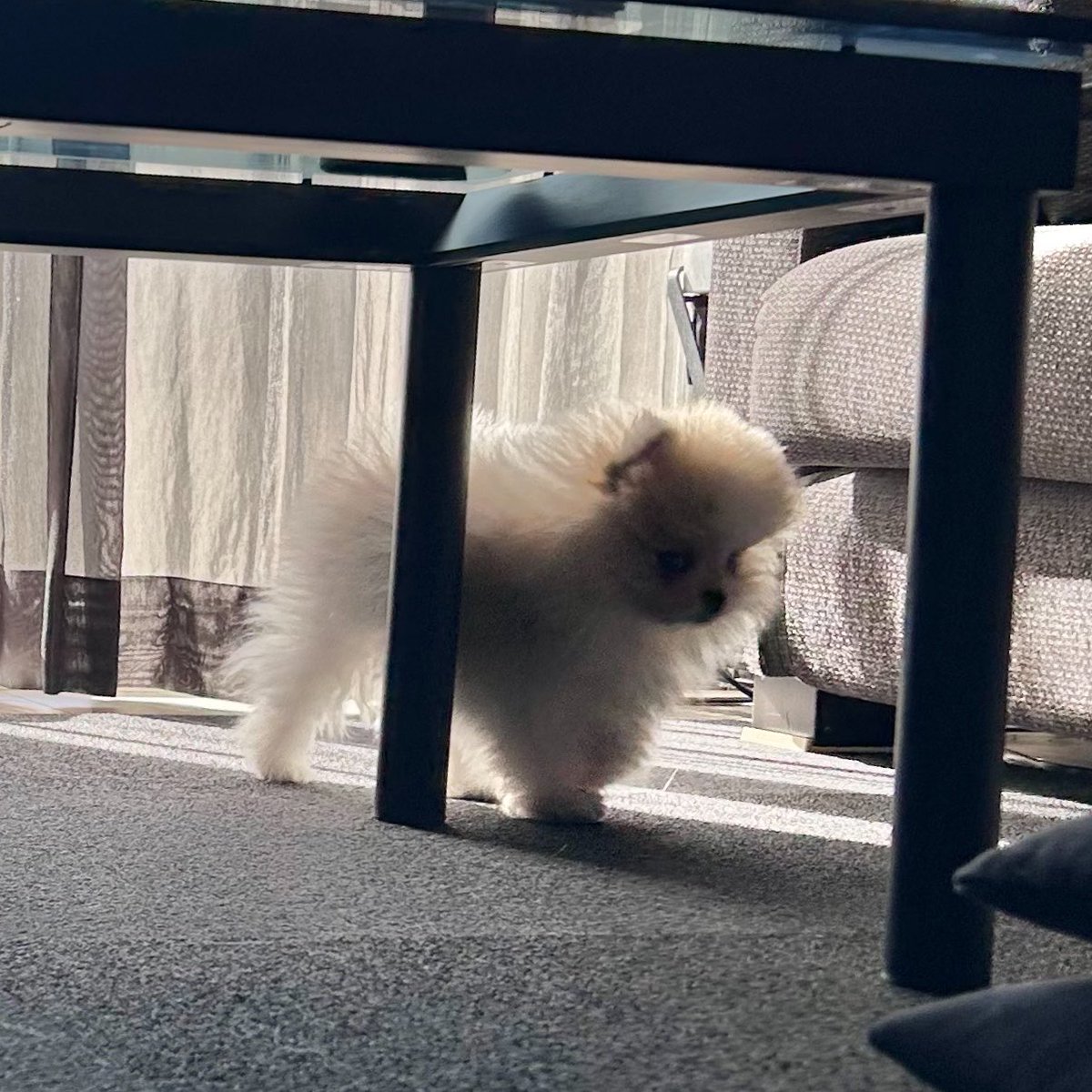 ポメのまりも(にゃーん) tweet media