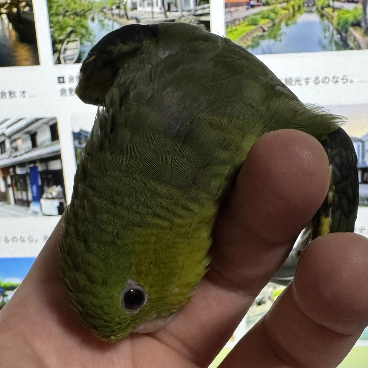 ひろし tweet media