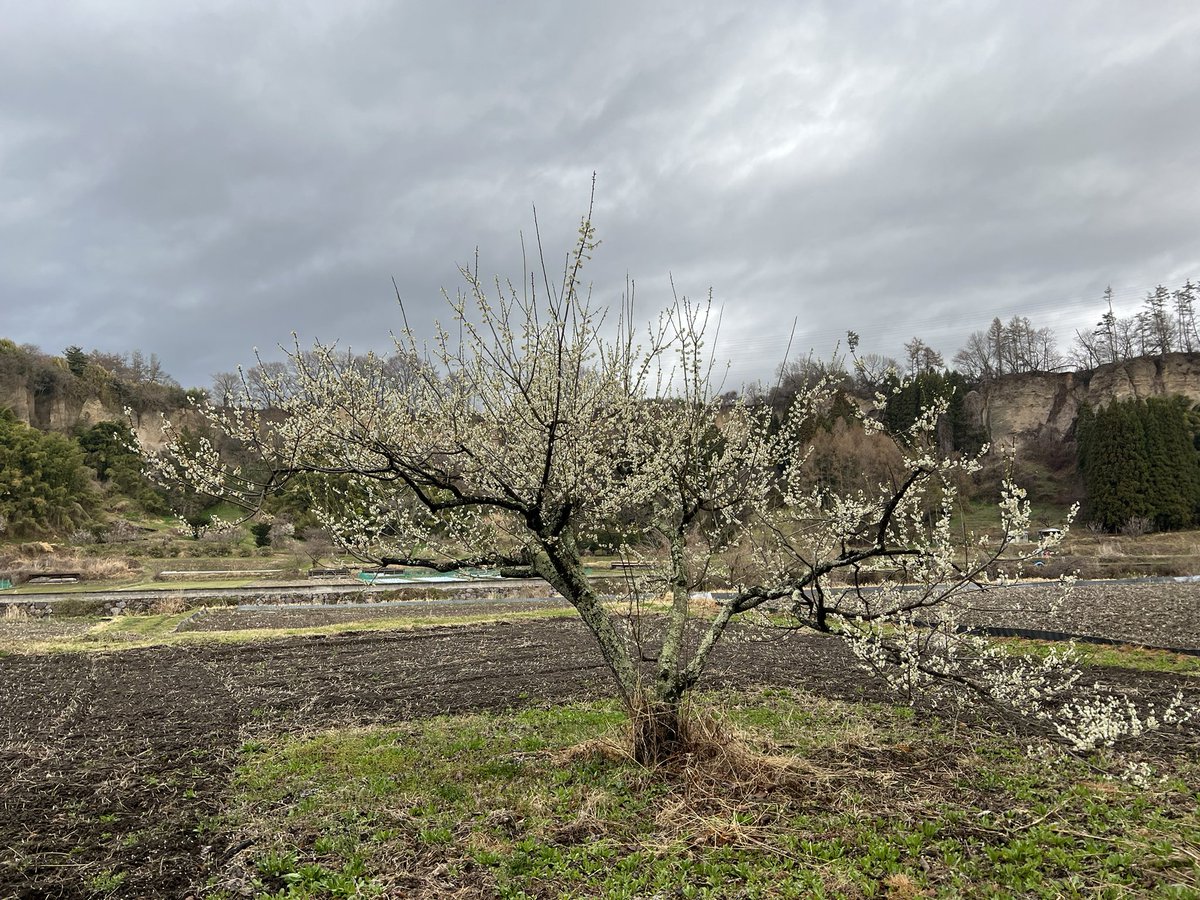 Yukie Koyama🍉🇵🇸💙💛 tweet media