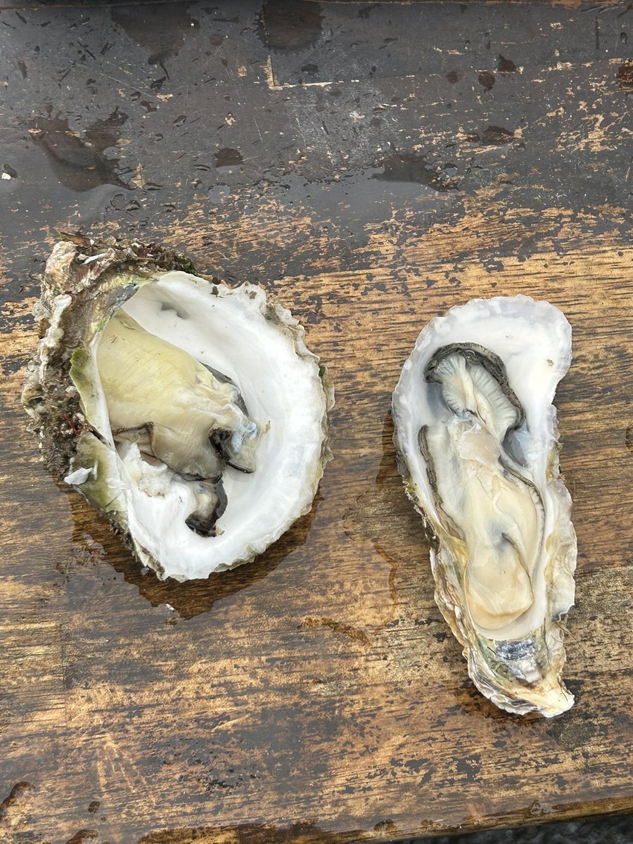 かなで@Skeb募集中 tweet media