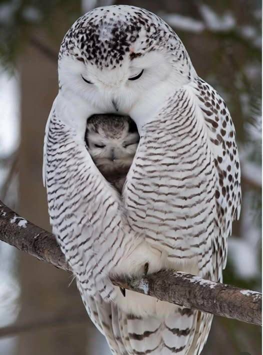 癒される動物 tweet media