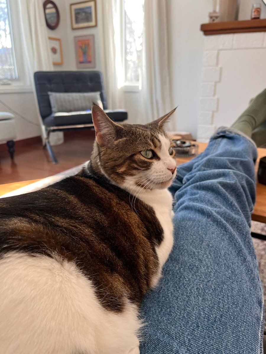 SAFE Team Rescue tweet media