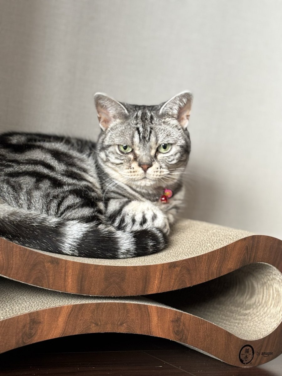 みちゃ（🐈あんず） tweet media