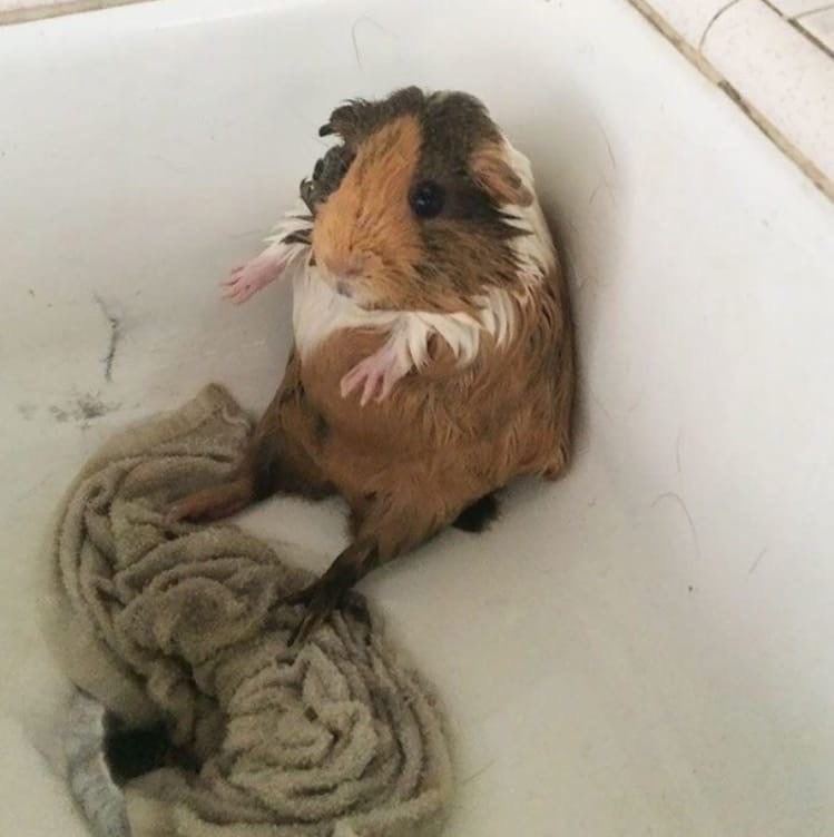 토실기니 tweet media