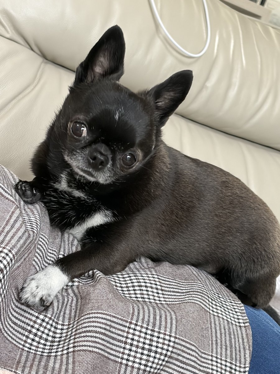 チョビ子 tweet media