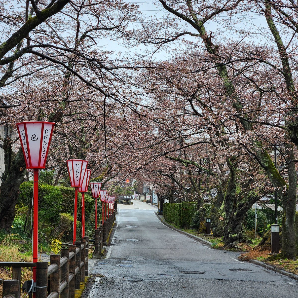 お待たせいたしました🌸 2026年4月10日🌸開花宣言です！ 岳温泉桜坂の