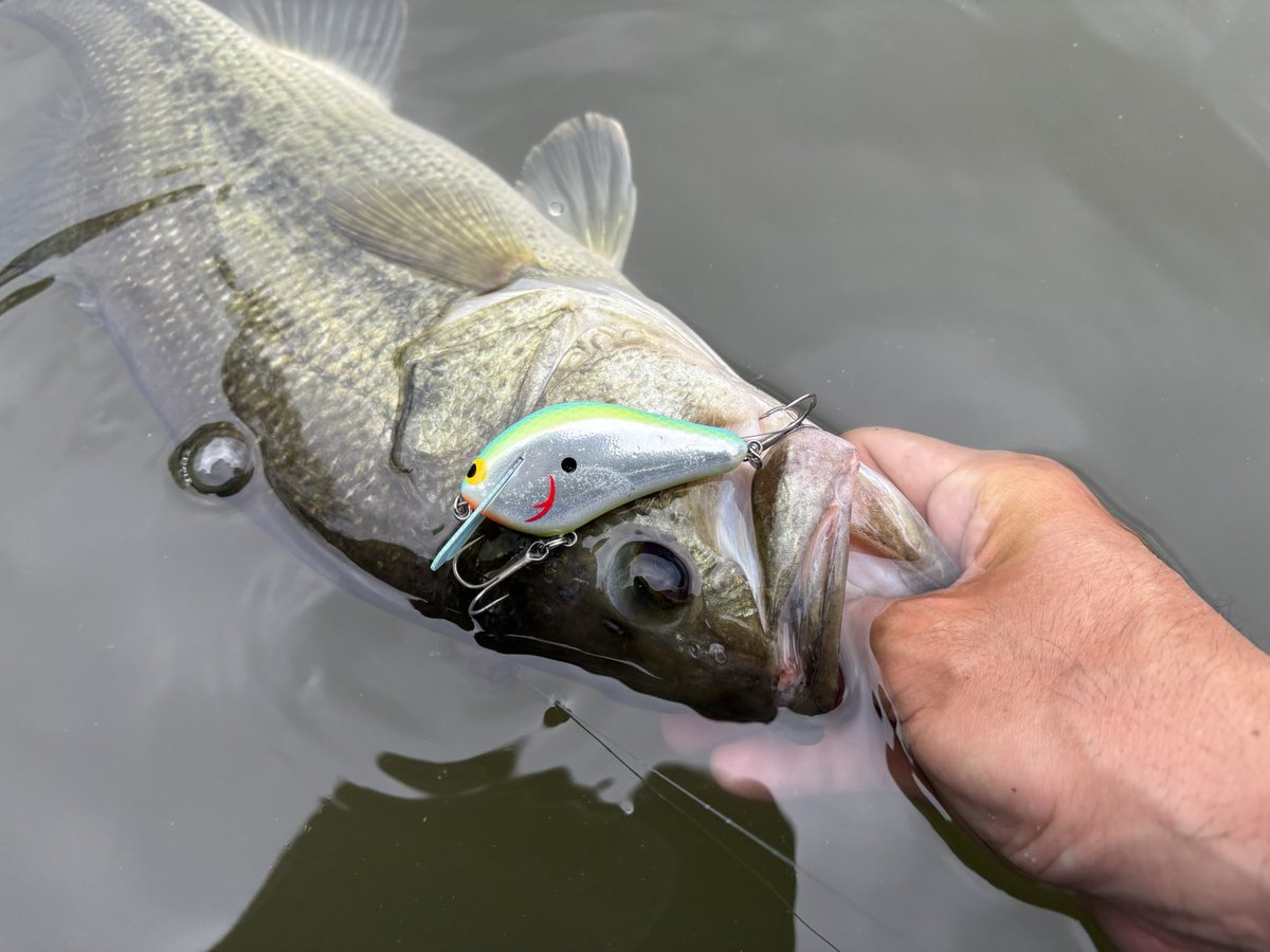 Mr.ノーバイト / 北畠蘭知亜 tweet media