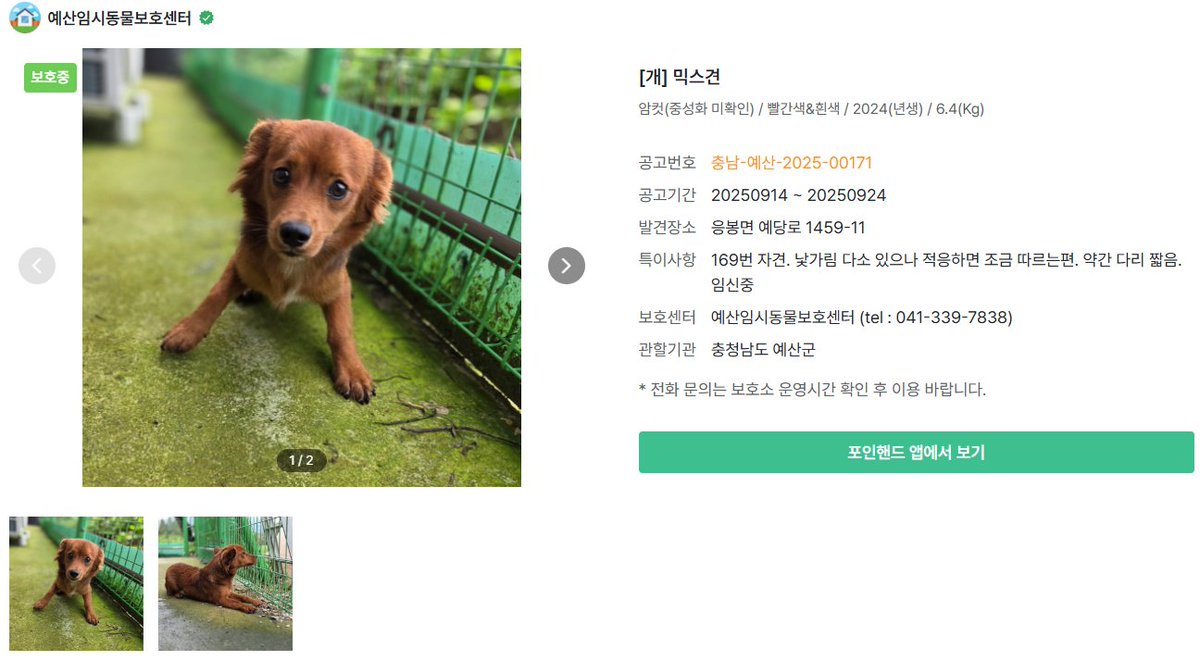 오늘의 강아지 추천 tweet media