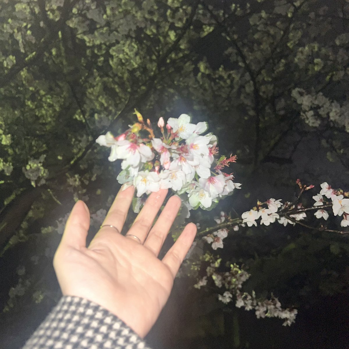 さくらもち tweet media