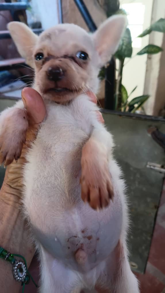 margaritapets tweet media