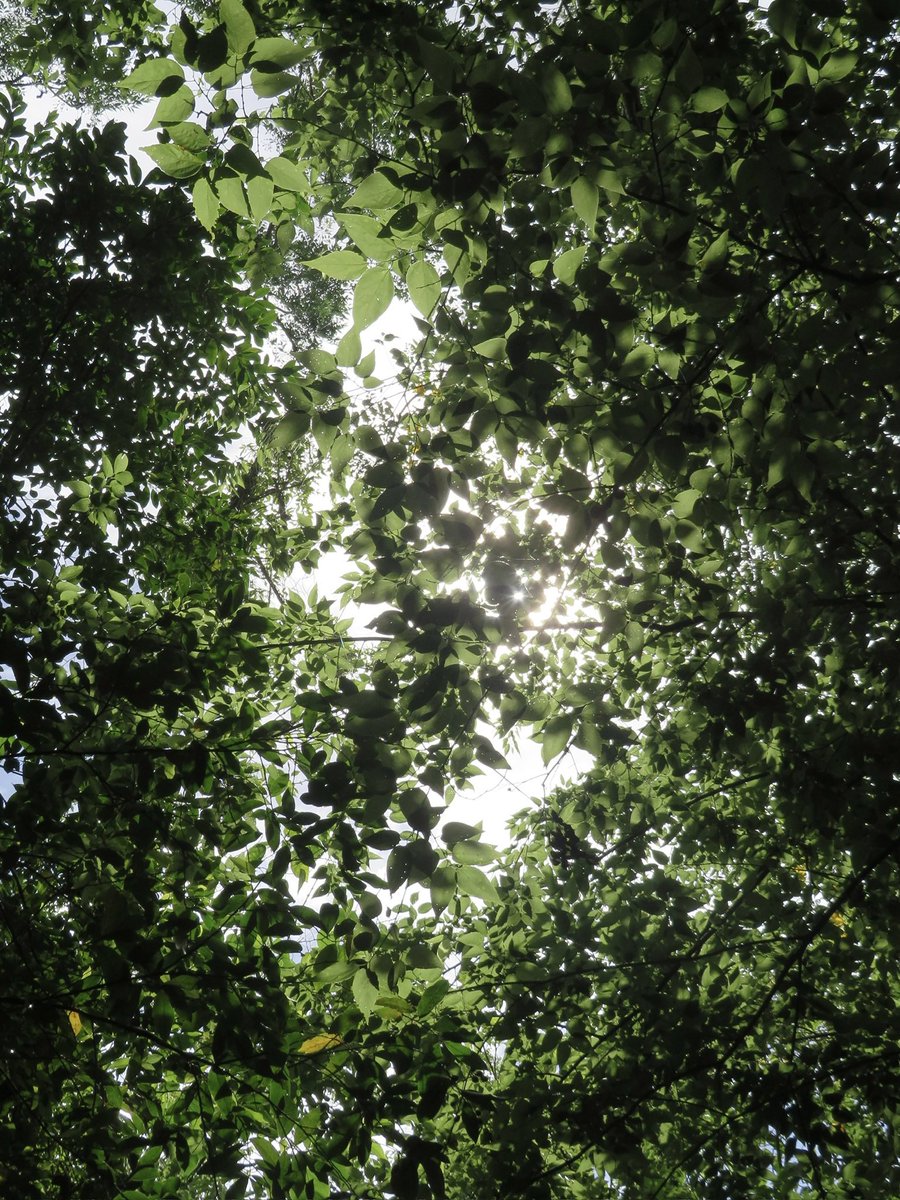 evil elly tweet media