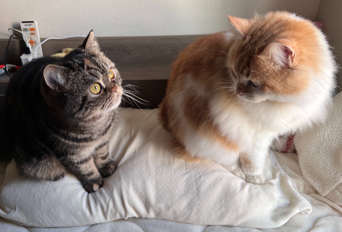 🐾蘓和はるみ tweet media