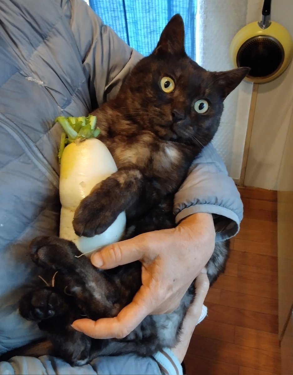 葵咲城🌱若葉🐱🐱🐱 tweet media