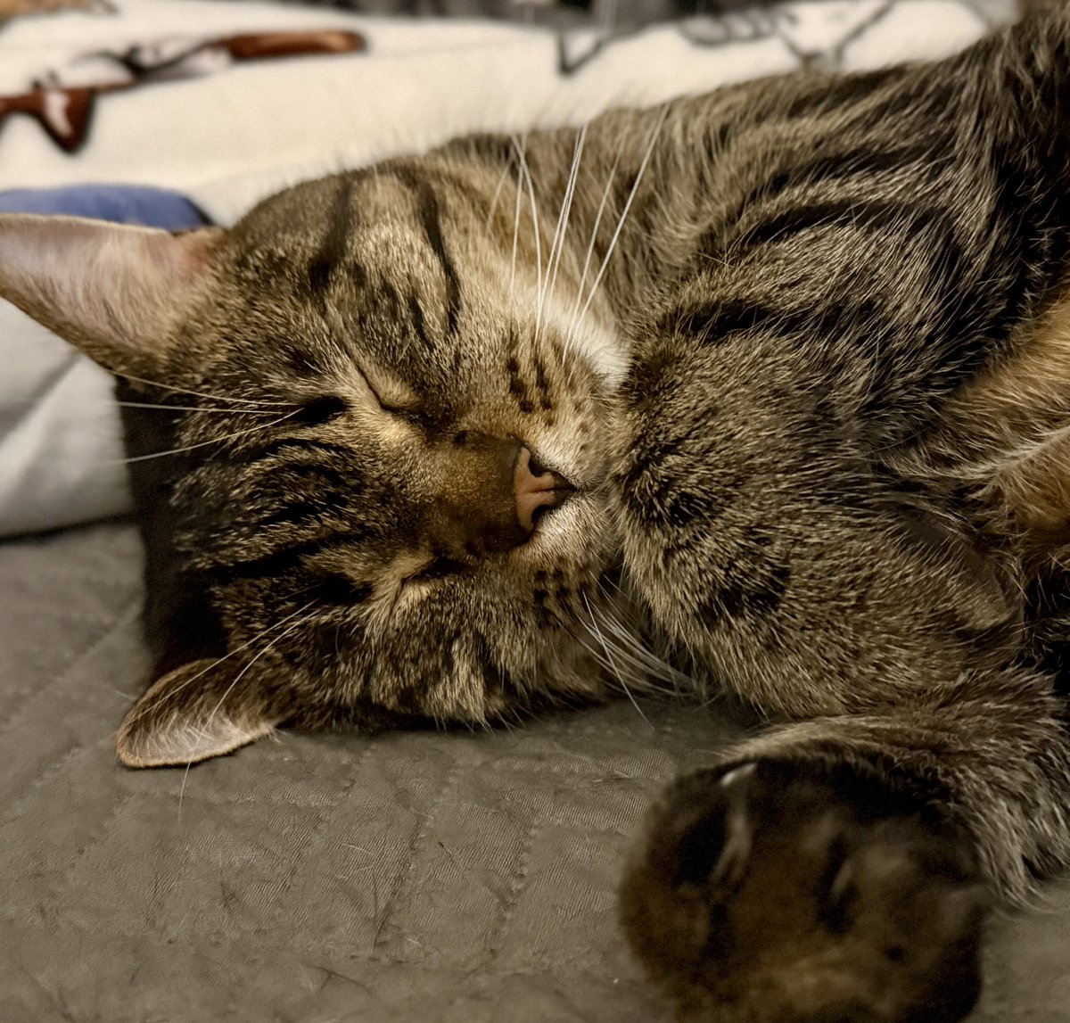 For the love of Missy. tweet media