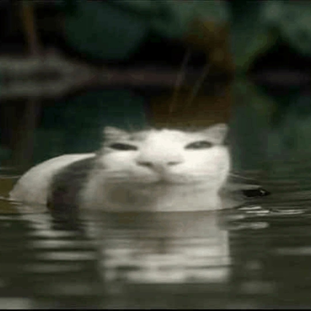 Random_amigavel tweet media