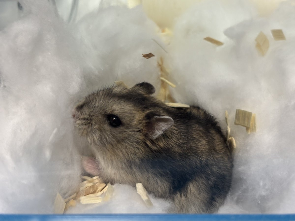 家がもっと広かったら、私はそこにねずみ部屋を作りどぶねずみを筆頭に大量のねずみを飼うだろう
もともと1番好きなのはげっ歯類、どぶねずみとハムを数匹迎えてからねずみへの愛が止まらない
ねずみの世話をするだけの暮らしがしたい
ねずみが欲しい ねずみ ねずみ ねず…