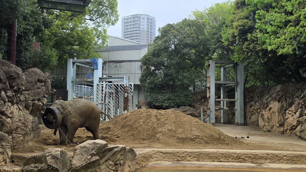 tomoko_elephant's tweet image. アルンくんを探せ！
#アルン #アジアゾウ
#elephant #asianelephant
2026年4月10日 9時55分