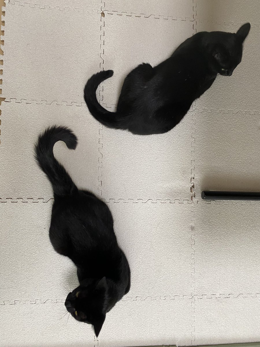 youpi🐈‍⬛黒猫 tweet media