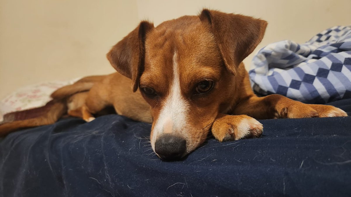 Sarah Chibi tweet media