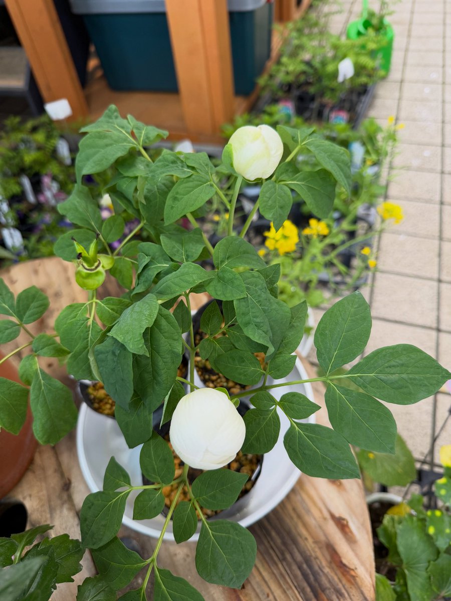 花重 京都 tweet media