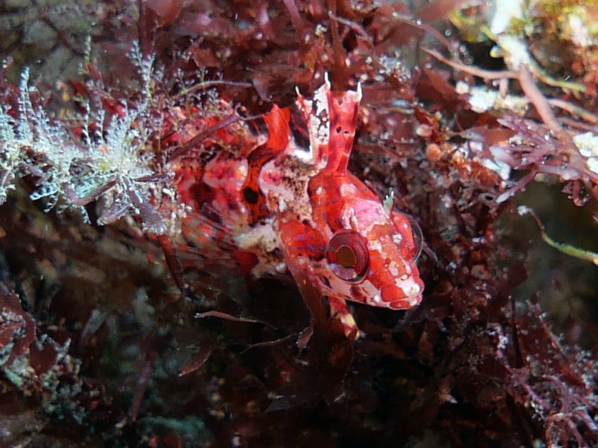 Daily Dive Pic tweet media