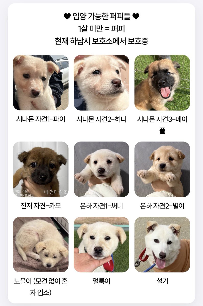 하남시 보호소 입양홍보 tweet media