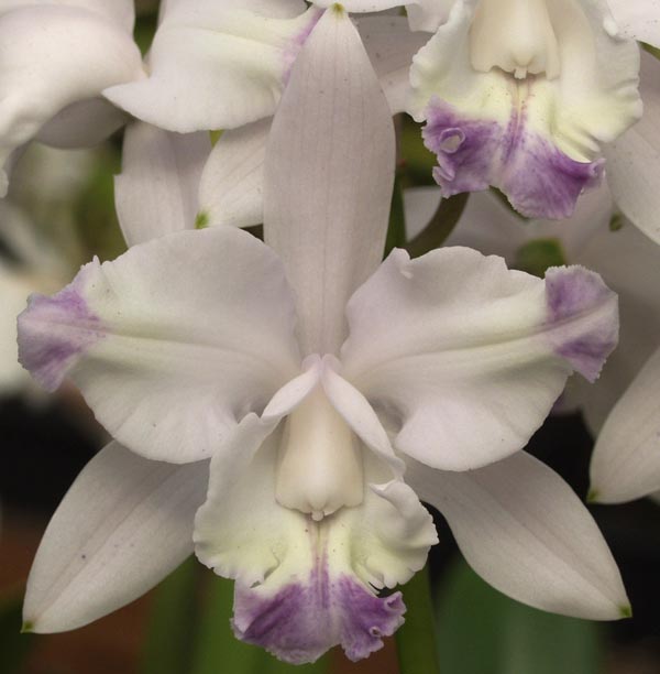 ConfidentialUn's tweet image. Cattleya Claesiana Alba var. coerulea 'Handea'

#orchids #plants