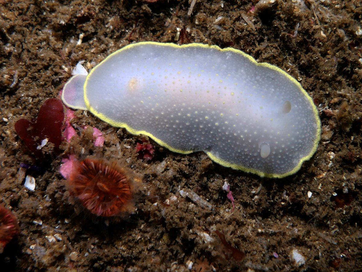 Daily Dive Pic tweet media