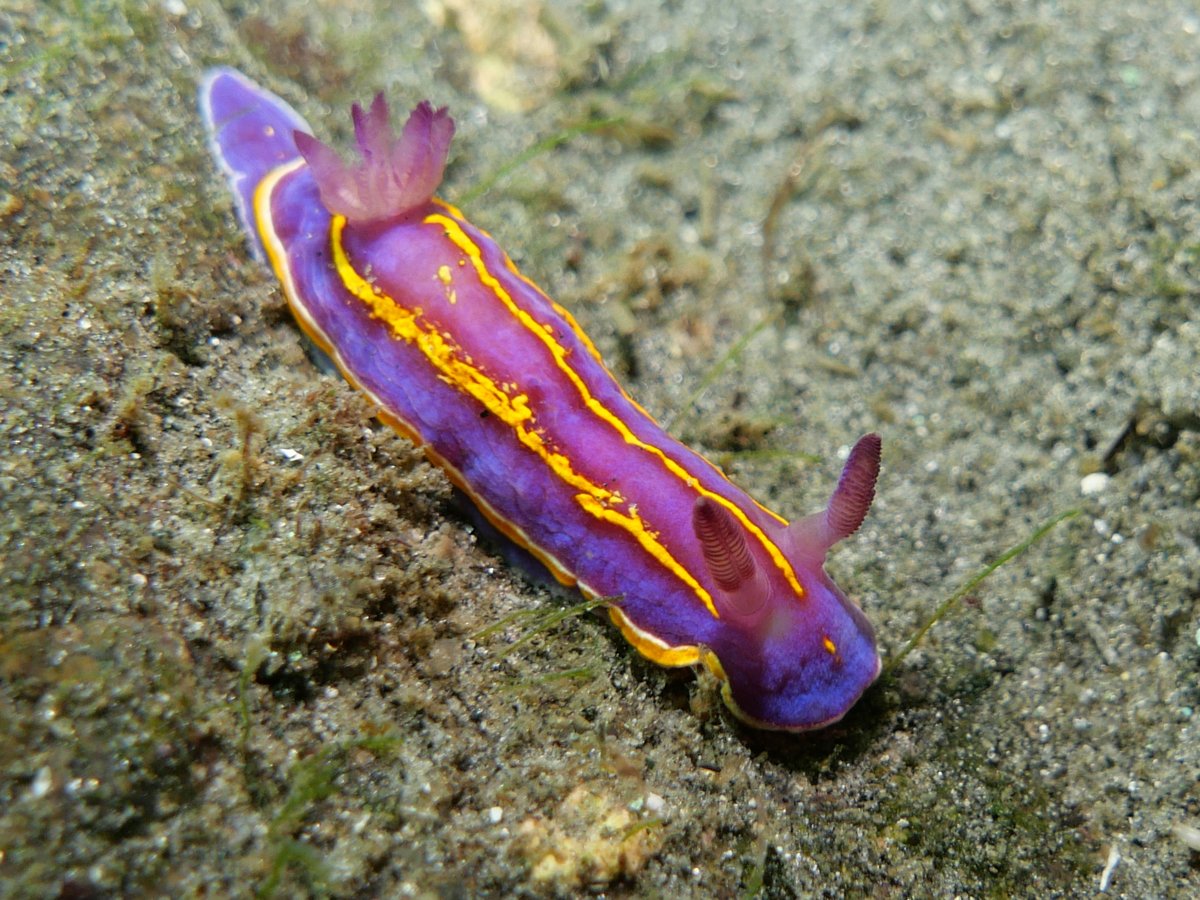 Daily Dive Pic tweet media