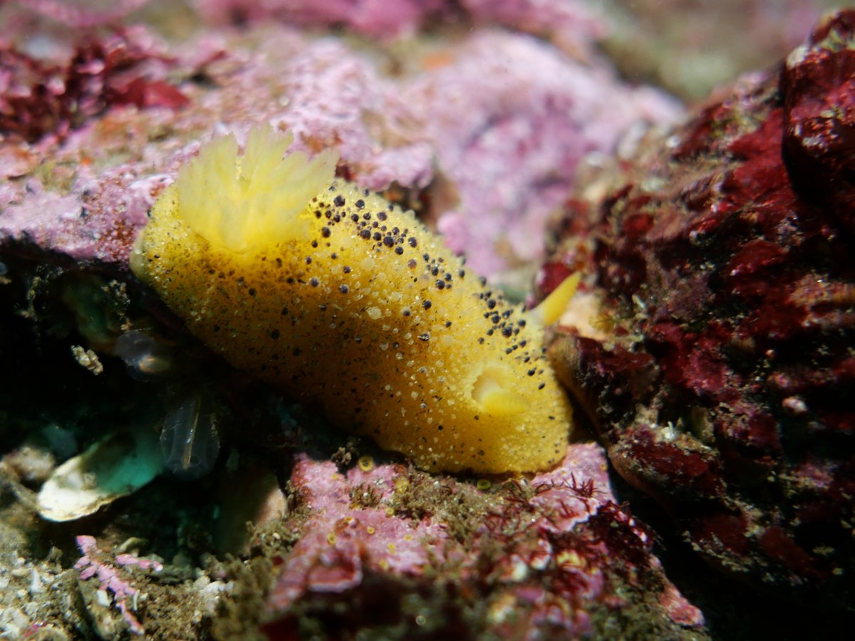 Daily Dive Pic tweet media