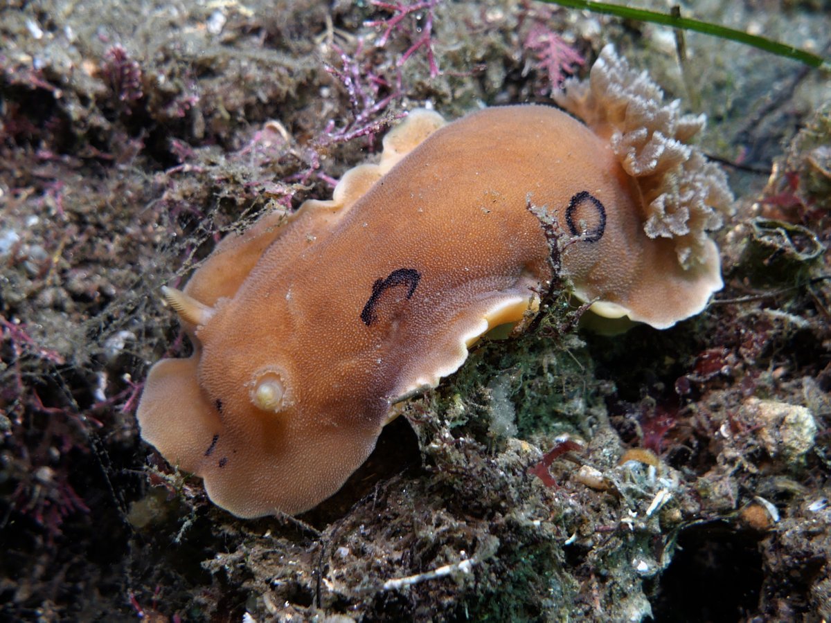 Daily Dive Pic tweet media