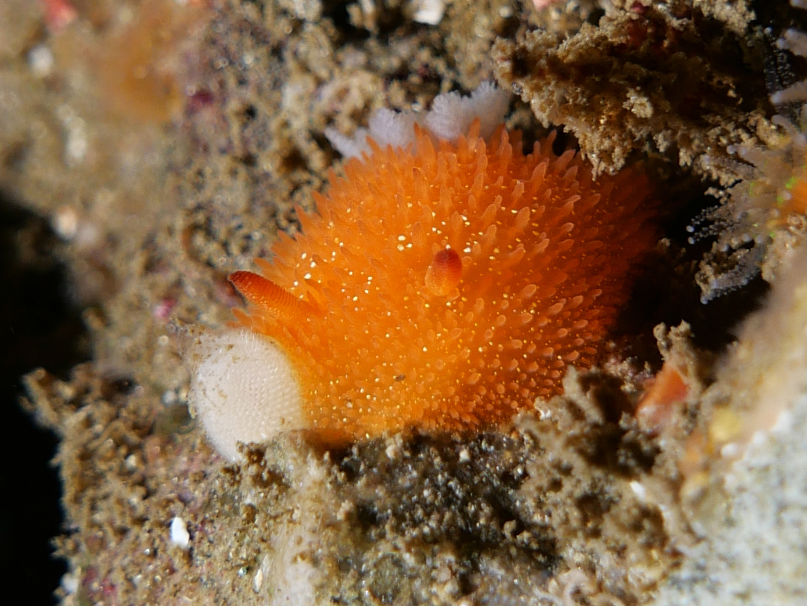 Daily Dive Pic tweet media