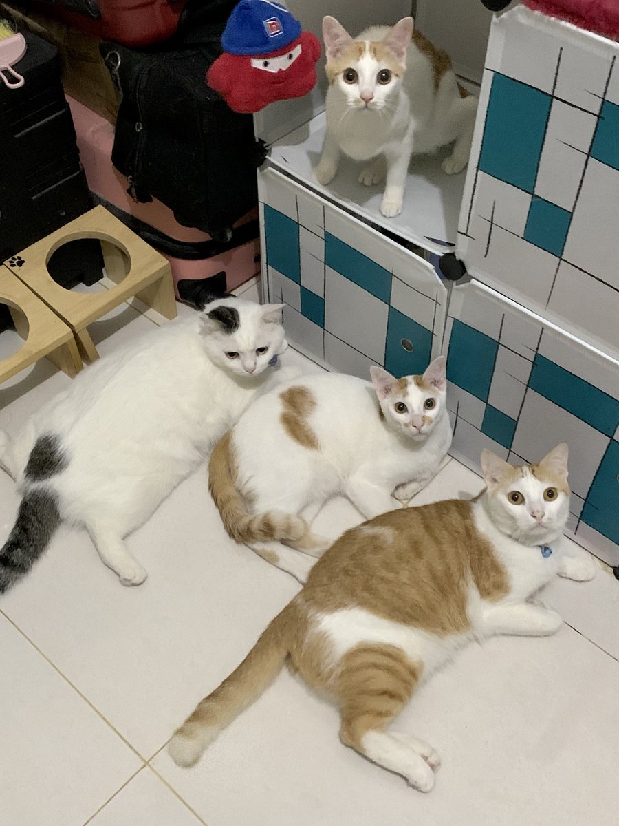 Bond & Loki tweet media