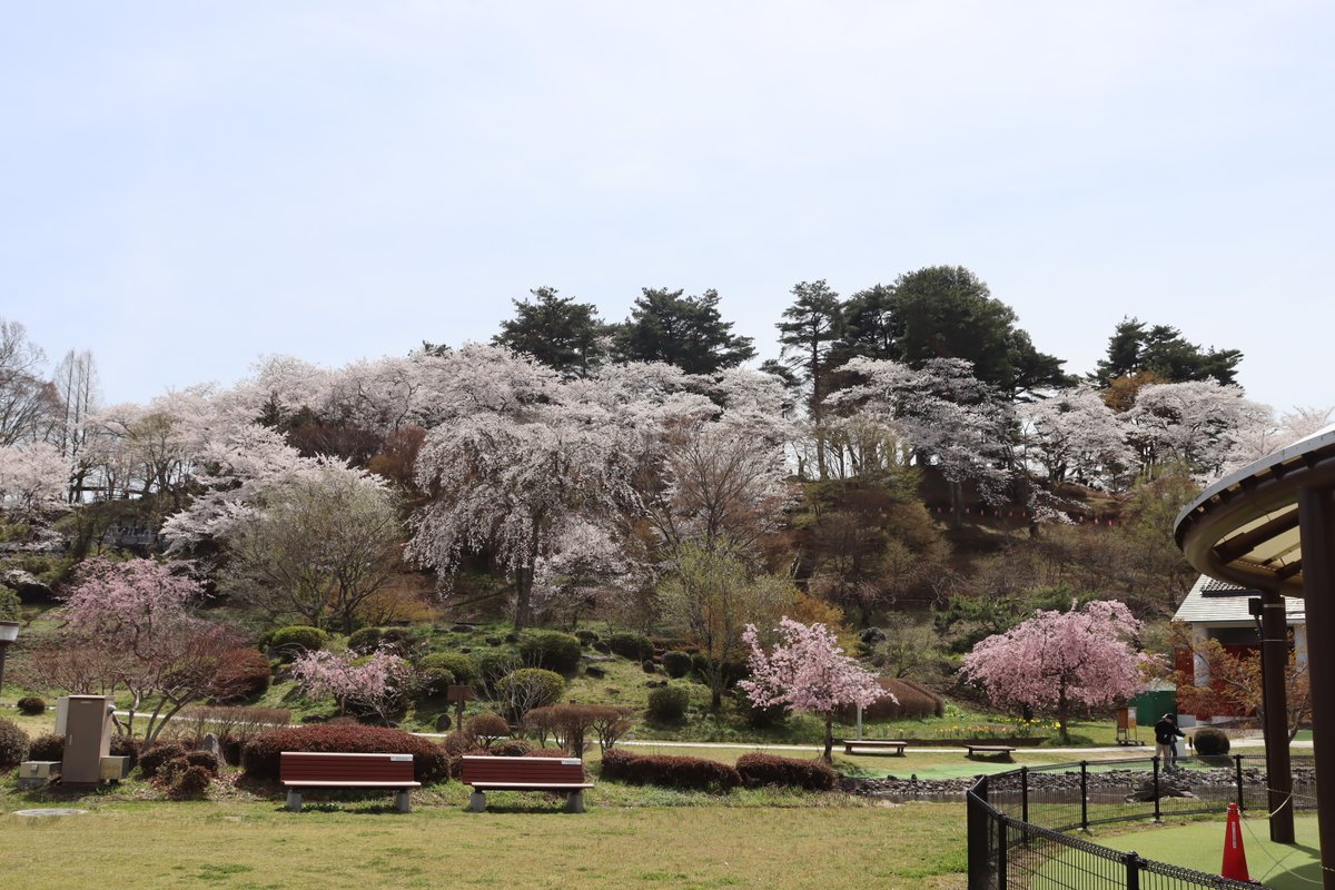 NihonmatsuCity's tweet photo. ◆桜開花情報～安達ヶ原ふるさと村～◆
#安達ヶ原ふるさと村 の桜も見頃を迎えています🌸
五重塔や水車を背景に桜を眺めるのも良いですね。
【4/9撮影】
★市内の桜開花情報はこちら↓
https://t.co/iHLnFL5JHz
#二本松市 #にほんまつ #桜 #さくら #花さんぽ
取材：秘書政策課 ℡0243(55)5096 https://t.co/eSlQjEDFxG