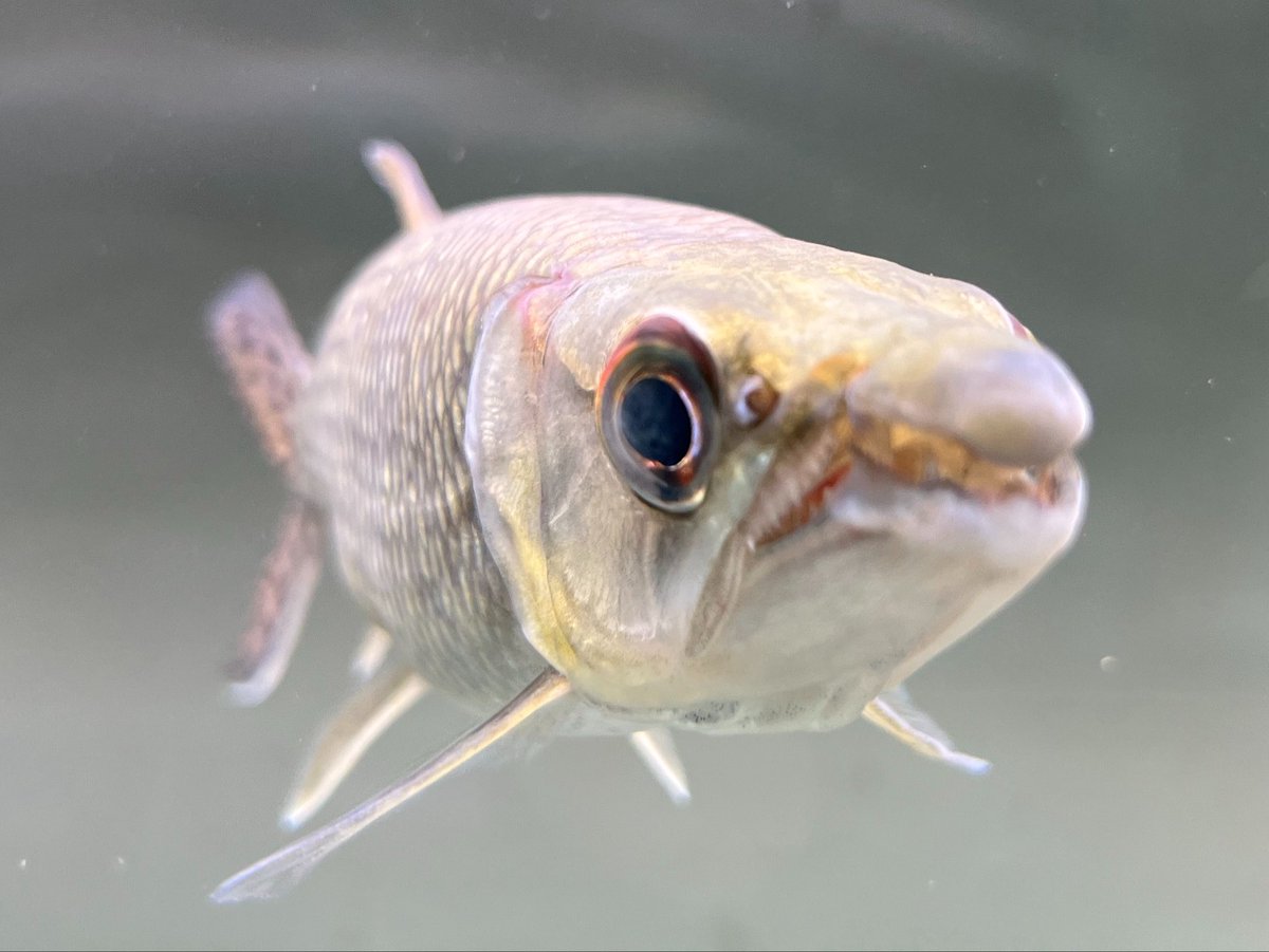 深谷爬虫類館 tweet media