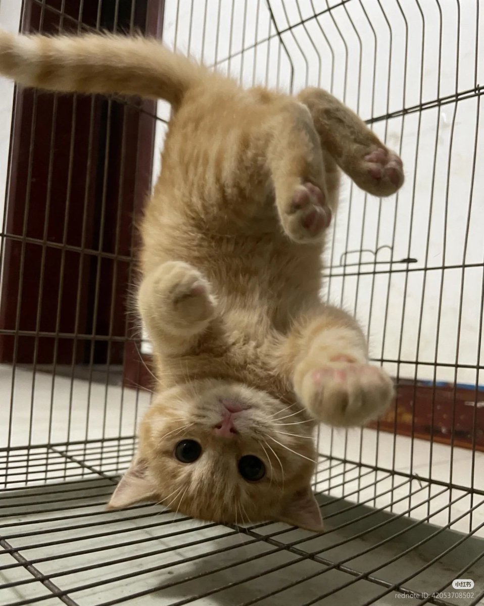 No Context Cats tweet media