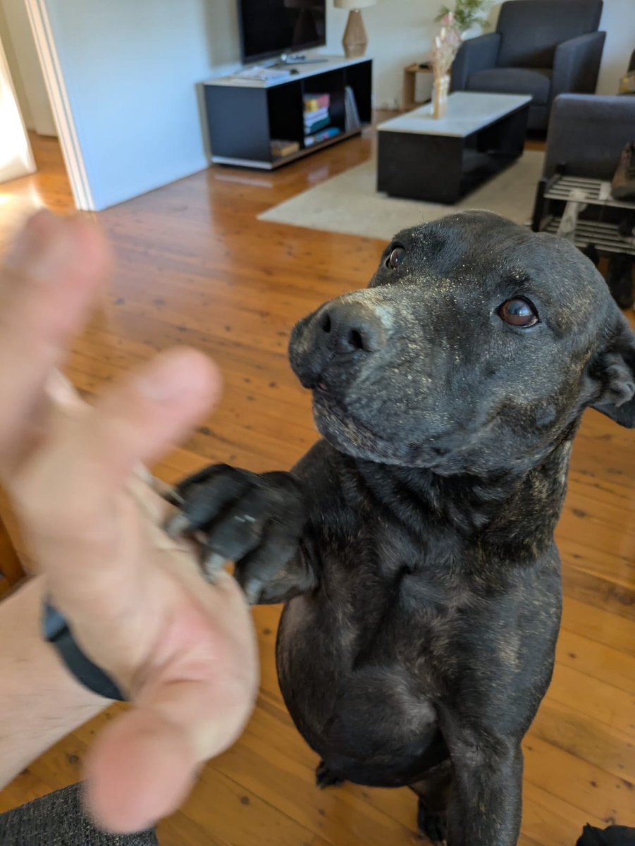 paul_conyngham's tweet photo. Couple photos of Rose after proudly burying a bone 😅 https://t.co/DzJ2kcmR4y