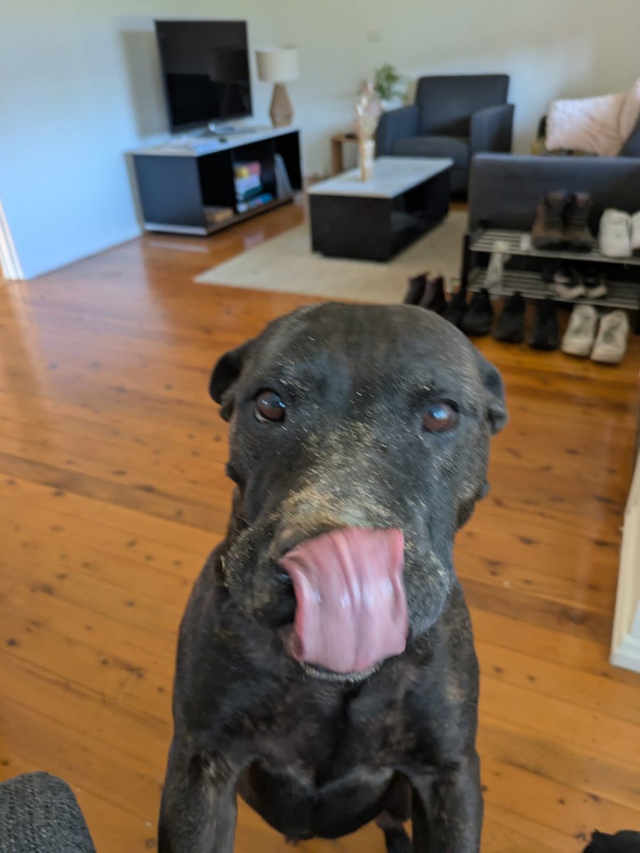 paul_conyngham's tweet photo. Couple photos of Rose after proudly burying a bone 😅 https://t.co/DzJ2kcmR4y