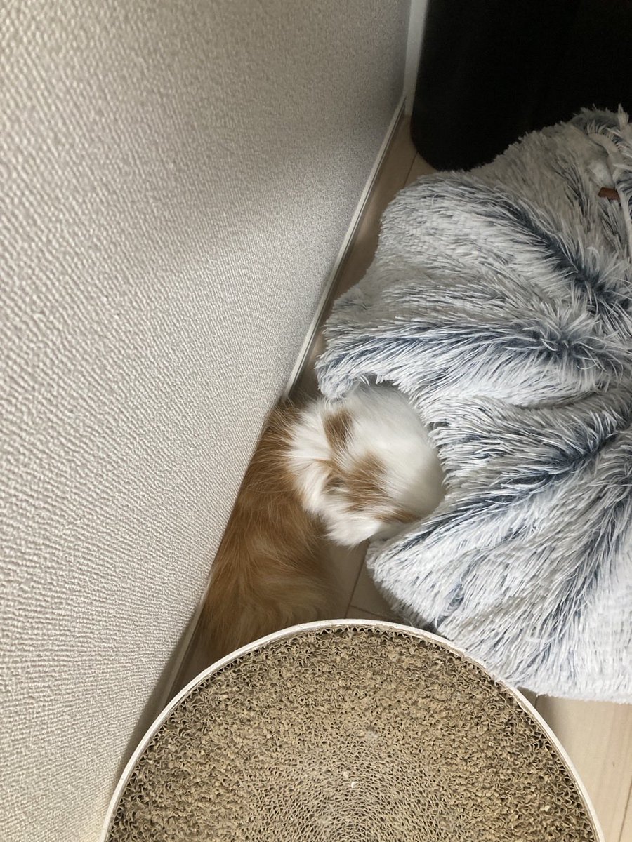 BLACK🐈 tweet media