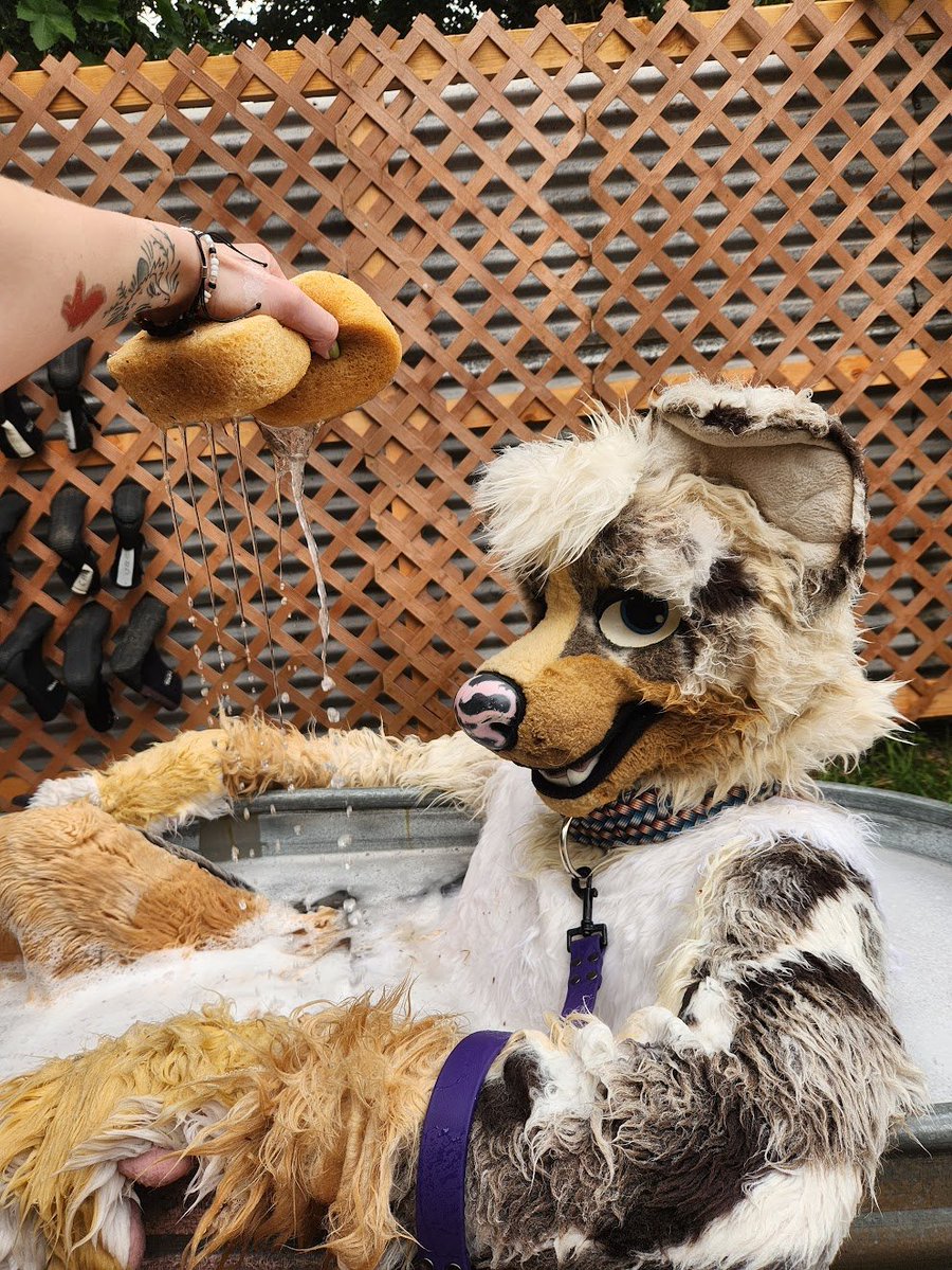 Ashes Wolf tweet media