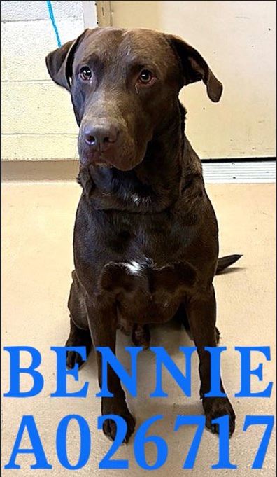 Save America🐺💔 🇺🇸 💪🦅⌛️🙏 Save America tweet media