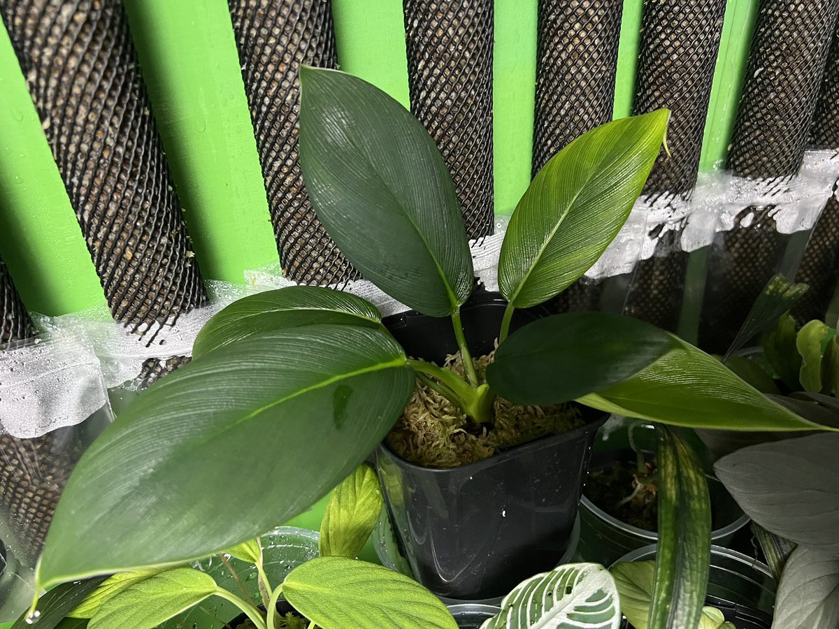 Kazuto☆大٩(ˊᗜˋ*)و阪☆ tweet media