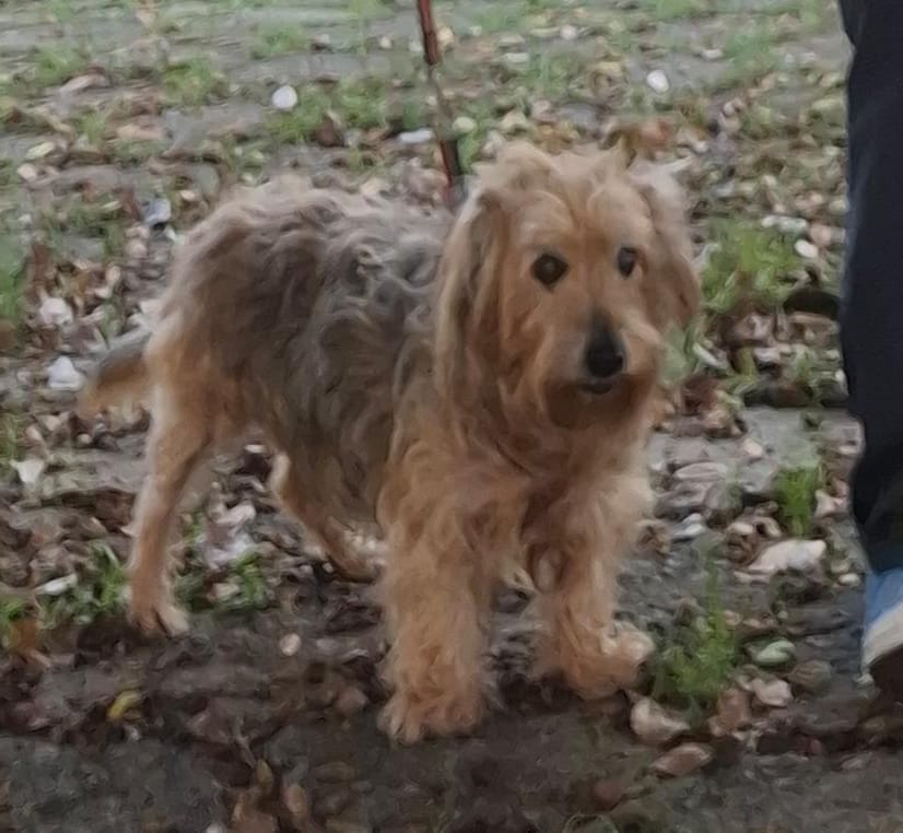 celibato tweet media