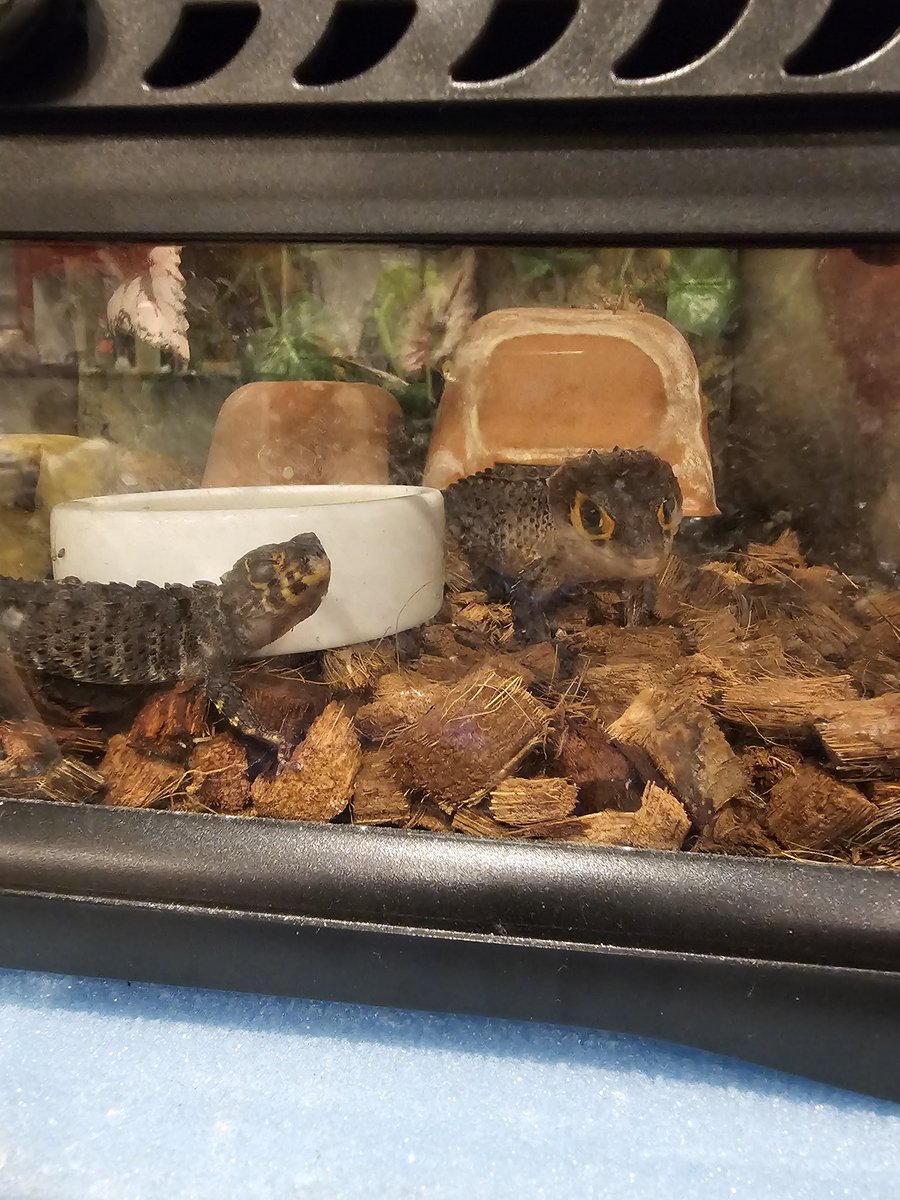 えだしぃ/エダッシオ tweet media