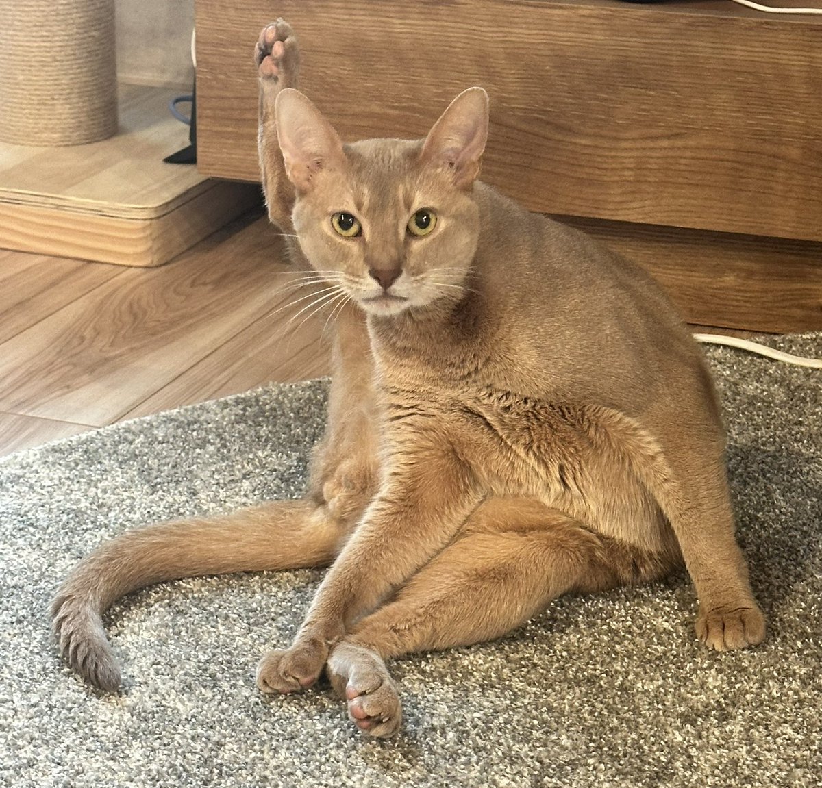 大神ミオの日常 tweet media