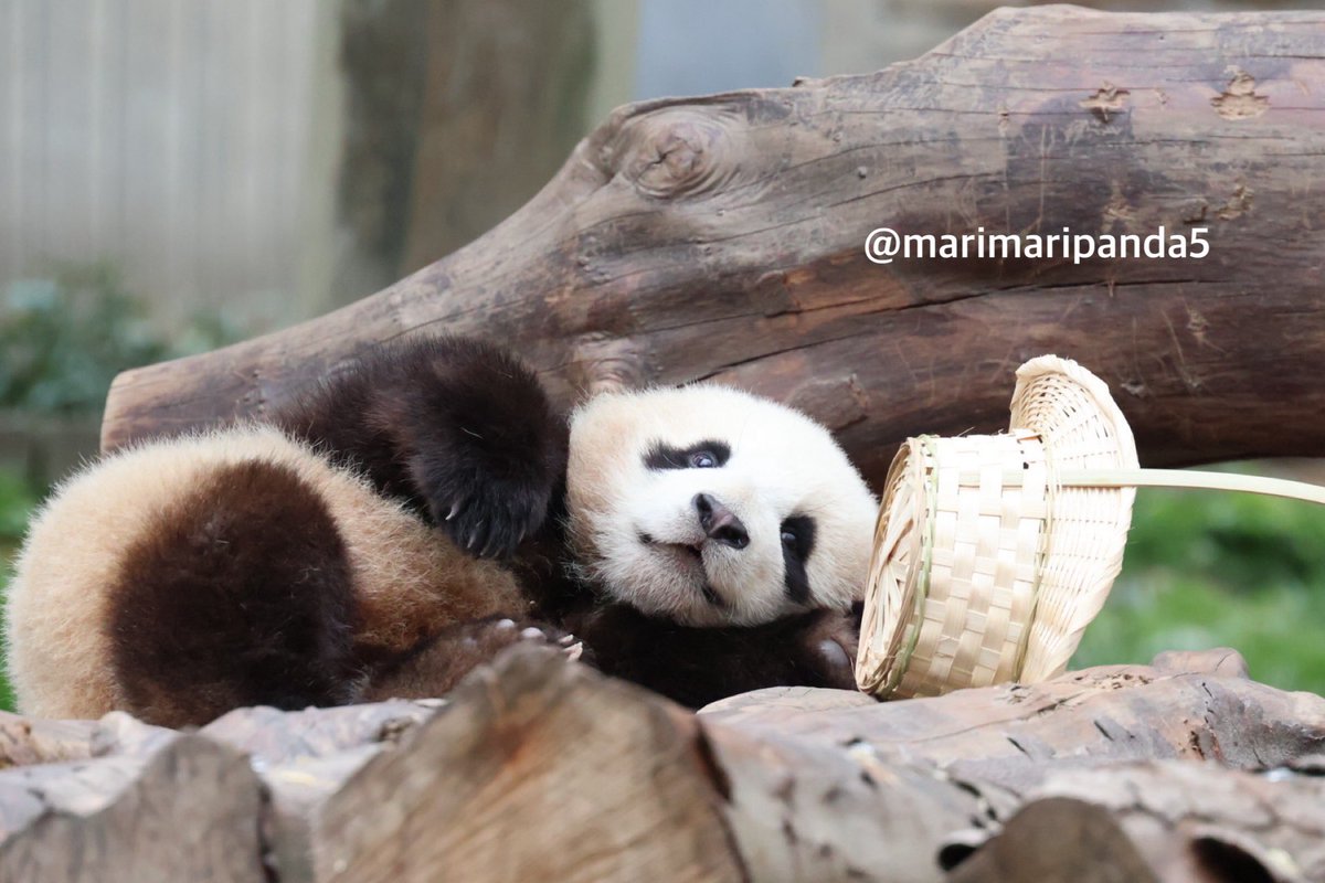 まりまり☆パンダ tweet media