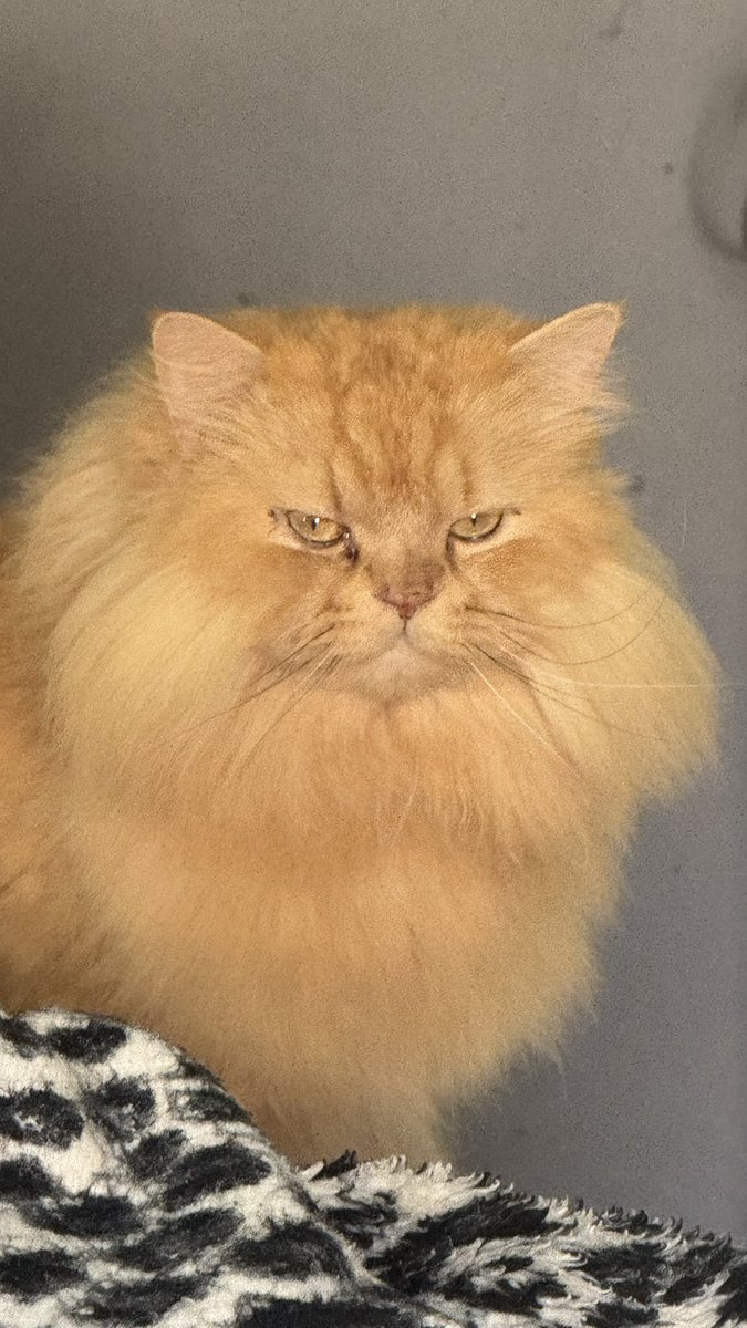 𝐅𝐞𝐫𝐧𝐚𝐧𝐝𝐚 tweet media