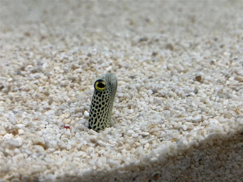 サンシャイン水族館 tweet media